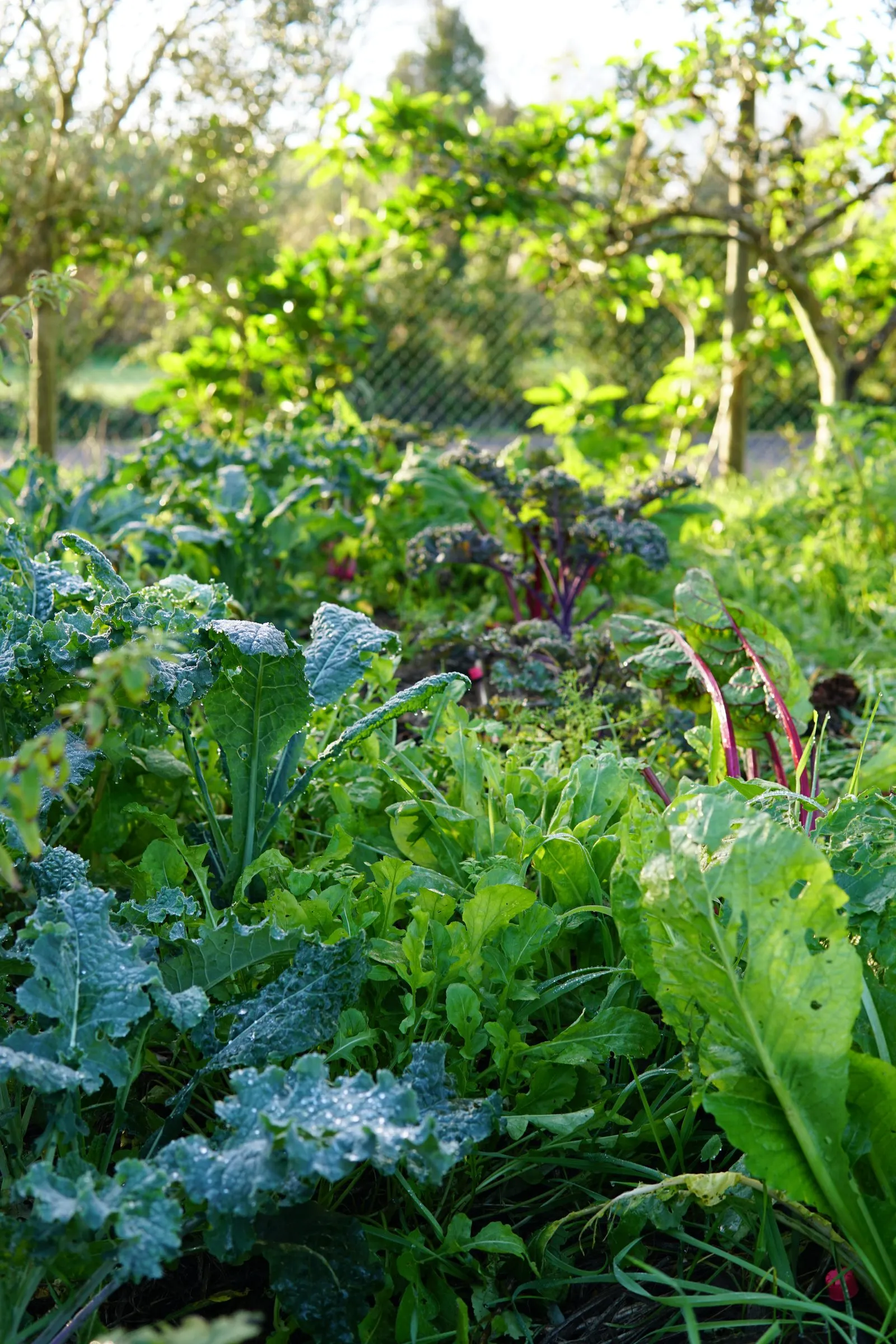 Lush vegetable beds and fruit trees in the Zee Barn garden
